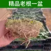 Erva-de-peixe em Vaso, Plantas Hidropônicas de Interior, Flores, Plantas Verdes para Escritório, Planta do Dinheiro, Plantas Fáceis de Manter para Aquários o Ano Todo