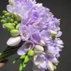 Cormos de frésia perene fácil de cultivar pátio terraço varanda tipo altamente perfumado planta bulbosa ornamental pequena frésia bulbo grande planta de vaso