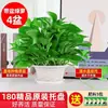Plantas de interior para sala de estar fáciles de cultivar eliminan formaldehído absorben enredaderas largas maceta grande flores de interior plantas plantas verdes enredaderas verdes hojas grandes venta al por mayor