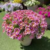 Semillas de Petunia Colgante Importadas, Plantas de Maceta de Petunia Colgante Fáciles de Cultivar, Semillas de Flores para Todas las Estaciones, Tasa de Germinación 80%