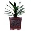 Planta de Clívia em vaso com botões, plantas adultas e pequenas, planta de floração de quatro estações, planta verde de interior, fácil de cuidar, variedade 'Cabeça Redonda Monge'