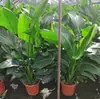 Ave del Paraíso Planta Verde Planta en Maceta Sala de Estar Oficina Interior Fácil de Cuidar Flor Grande Planta Verde Casa Nueva Planta de Hoja Grande Strelitzia