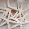 Varias Estrellas de Mar Naturales Materiales Hechos a Mano DIY Conchas Naturales Accesorios de Joyería Ventas Directas de Fábrica