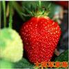 Dropshipping Mudas de Morango Quatro Estações Mudas de Morango Creme Vermelho Plantio em Estufa Plantas de Morango em Vasos Novas Mudas que Dá Frutos no Mesmo Ano