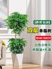 Dropshipping Árbol de la Felicidad Planta de Interior en Maceta para Sala de Estar Planta Verde de Pila Vieja Grande Árbol de la Paz de Interior Bonsái Planta Absorbente de Formaldehído Cuatro