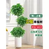 Árbol Feliz Sala de Estar en Maceta Planta Verde Grande y Vieja Oficina Árbol Seguro Planta Absorbente de Formaldehído Fácil de Mantener en Todas las Estaciones
