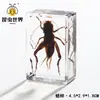 Artesanías de especímenes, insectos reales, escarabajo ciervo, escorpión, escarabajo, araña, regalos de enseñanza de ciencias biológicas, adornos de resina