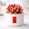 Plantas Suculentas de Interior, Cactos Pequenos em Vasos, Flores, Plantas Verdes, Escritório, Jardim de Infância, Mesa, Suculentas Tipo Cacto