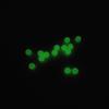 Contas luminescentes Luya cor primária isca luminosa peixe pequeno feijão fluorescente pesca contas redondas luminosas isca Luya pequenos acessórios