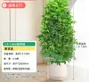 Árvore Bico de Pato de Grande Porte Que Atrai Riqueza de Todas as Direções, Planta de Vaso para Sala de Estar Interna Fácil de Cuidar, Sempre Verde o Ano Todo, em Formato de Torre