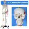 Modelo de Esqueleto Humano de Corpo Inteiro de 170cm para Ensino com Músculos, Ligamentos, Pelve, Articulações de Yoga, Estrutura Destacável, Esqueleto