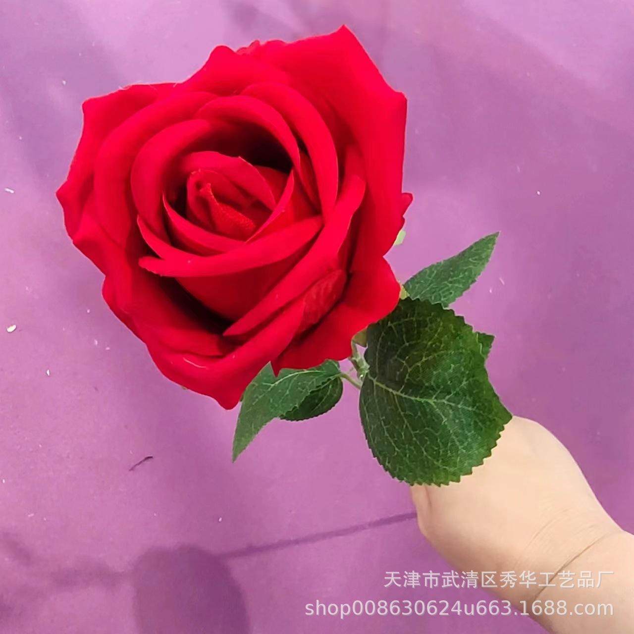 杨玉刚玫瑰玫大红色