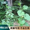 Rama Xiao soporte espiral liquidación por lotes puede ser preferencial patio estante de plantación cobertizo estante planta estropajo tomate soporte
