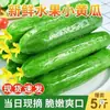 Frutas Recién Cortadas, Pepinillos Pequeños, Pepinos Tiernos, Crudos Bañados en Salsa, Crujientes, Pepinillos Pequeños Dulces y Sin Espinas, Calidad Premium y Crujientes