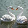 Decoração de paisagem de fonte de piscina de jardim ao ar livre Escultura de cisne simulado em PRFV Animal flutuante simulado