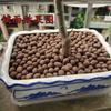 Arcilla Expandida para Flores, Plantas Verdes y Suculentas; Previene la Pudrición de Raíz; Sustrato para Hidroponía y Cultivo sin Suelo; Cuentas Cerámicas Huecas