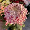 Sementes de crisântemo resistentes ao frio, flores grandes, adequadas para plantio em todas as estações, resistentes à geada ao ar livre, para paisagismo de jardim, plantas ornamentais em vasos para varanda