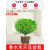 Planta en Maceta de Jazmín Perfumado, Florece Todo el Año, Planta de Balcón Fácil de Cuidar, Planta Verde Repelente de Mosquitos para Interiores con Fragancia Fuerte