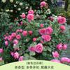 Rosa Grande Muda Flor de Rosa Muda Trepadeira Rosa Floresce em Todas as Estações Flores Extra Grandes Fragrância Forte Planta Trepadeira Rosa Flor de Parede Rosa Planta em Vaso