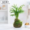 Bolas de Musgo Aspargo Pequeno em Vaso Aspargo Verde Princesa Aspargo em Vaso Aspargo em Vaso Aspargo de Coco em Vaso Planta em Vaso