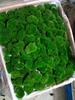 Musgo de cabelo branco fresco, musgo cinza pequeno, musgo verde, musgo verde aveludado curto, musgo de penas grande, musgo de chuva, musgo estrela, jarra de água e terra, jarra de floresta tropical