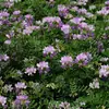 180 Variedades de Sementes de Flores Não Repetitivas, Fáceis de Cultivar em Todas as Estações, Podem Afastar Mosquitos, Adequadas para Varandas Internas e Externas, Distribuição Transfronteiriça