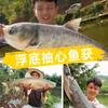 Cebo de bombeo de fondo flotante para carpas herbívoras negras, carpas crucianas, partículas sueltas, carpas plateadas, carpas cabezonas, cebo de cabeza grande para pesca salvaje.