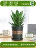 Envío directo Aloe Vera en maceta Interior Dormitorio Purificador de aire Resistente a la sequía Florales y Plantas Verdes Escritorio de oficina Buen almacenamiento
