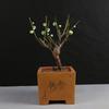 Ciruelo en Maceta Interior Perfumado Ciruelo de Invierno Bonsái Ciruelo Rojo Pila Vieja Balcón Patio Plantas Resistentes al Frío Fáciles de Cultivar