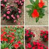 Flor de Impatiens Sangbeis Impatiens Zhongshan Base Atacado Impatiens da Nova Guiné Importado