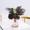 Plantas hidropônicas fáceis de cultivar em ambientes internos Calathea Maçã Verde planta verde planta em vaso adequada para todas as estações sala de estar escritório mesa folhas grandes tolerante à sombra
