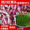 Cebolas Vermelhas Frescas, Cebolas Desidratadas, Cebolas Pequenas, Cebolinhas e Cebolas Aromáticas de Fazendas de Sichuan, Direto da Fábrica de Origem, com Frete Grátis para Exportação