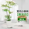 Bambu Nandina Árvore Real Plantada Sala de Estar Grande Forma de Planta Verde Tronco Velho Escritório Fácil de Cultivar Plantas de Folhagem para Absorver Formaldeído