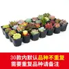 (Gran tamaño) Venta al por mayor de Suculentas para Puestos, Gran Variedad de Suculentas en Maceta, Plantas Suculentas Grandes con Macetas, Plantas Verdes