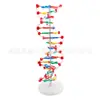 Modelo de estructura de ADN, ampliado para una demostración clara en la enseñanza de la biología