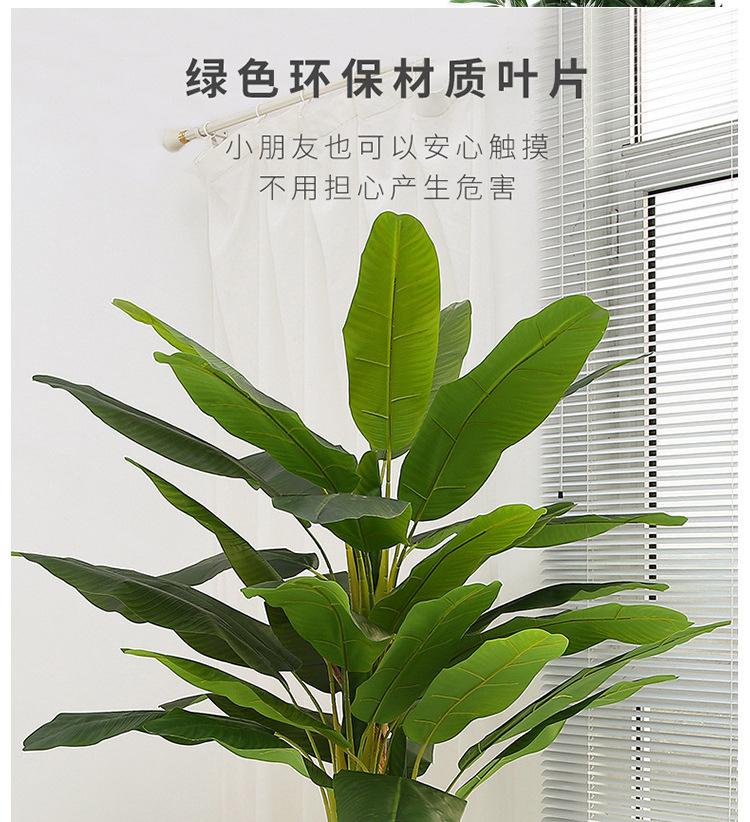 芭蕉树详情_04.jpg