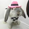 Conejo Mascota, Cobaya, Cobaya, Chinchilla, Sombrero de Erizo, Sombrero Pequeño, Sombrero de Vaquero, Babero, Toalla Triangular Transformación