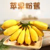 Plátano Manzana de Guangxi, madurado naturalmente sin agentes maduradores, sabor agridulce, 2/3/ 2.5 kg de fruta fresca