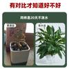 Maceta para flores, cesta verde para el hogar, cuenco especial, utensilios hidropónicos, imitación cerámica, Phalaenopsis, perezoso, plástico, para levantar agua, rosa verde, succión automática.