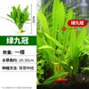 Plantas Acuáticas Locas Acuario Hierba Real Oxigenada Hidroponía Banyan de Agua Perezoso Madera Sumergida Paisajismo Entrada Plantas Acuáticas Fabricante Mayorista