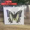Venta Directa al Por Mayor de Fábrica de Especímenes Reales de Mariposas con Alas Extendidas, Diversos Insectos y Escarabajos, Accesorios para Fotos, Educación Científica, Especímenes Naturales