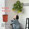 Planta de Limonero en Maceta con Fruta Comestible Planta Verde Alta para Sala de Estar Planta Grande Interior Balcón Perenne Todo el Año