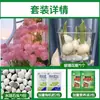 Tulipanes Hidropónicos al por Mayor 5 Grados Bulbos Grandes Resistentes al Frío para Invierno Interior/Exterior Fáciles de Cultivar para Principiantes Flores en Maceta Plantas