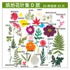 Conjunto de espécimes de flores de plantas secas, flores prensadas naturais para decoração DIY, marcadores de página de flores prensadas, espécimes de plantas para fundição em resina