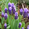 Bulbos e sementes de Jacinto para cultivo hidropônico em ambiente interno, cultivo em solo no inverno, flores de vaso resistentes e fáceis de cultivar