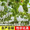 Uva Fresca Autêntica Sunshine Rose 2,5kg Uva Sun King Sem Semente Uva Fragrante Uva Verde Caixa Inteira da Temporada