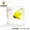 Especímenes de Resina de Insectos para Paisajismo, Incluyendo Escarabajos Rinoceronte, Escorpiones, Ciervos Volantes, Arañas; Regalos y Decoraciones Educativas de Ciencia; Pedido Mínimo de 3 Piezas