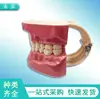 Modelo Oral Dental Simulado, Herramienta de Enseñanza de Cepillado para Niños, Modelo de Dentadura Postiza para Demostración Dental, Dropshipping