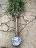 Una pieza de plantones de osmanthus, osmanthus dorado de agosto, osmanthus, patio, casa grande, plantas en maceta resistentes al frío, cuatro
