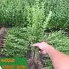 Mudas de Ligustro de Folhas Pequenas São Perenes e Mudas de Ligustro de Folhas Verdes em Todas as Estações, Cercas de Quintal Resistentes ao Frio e Flores Fáceis de Cultivar